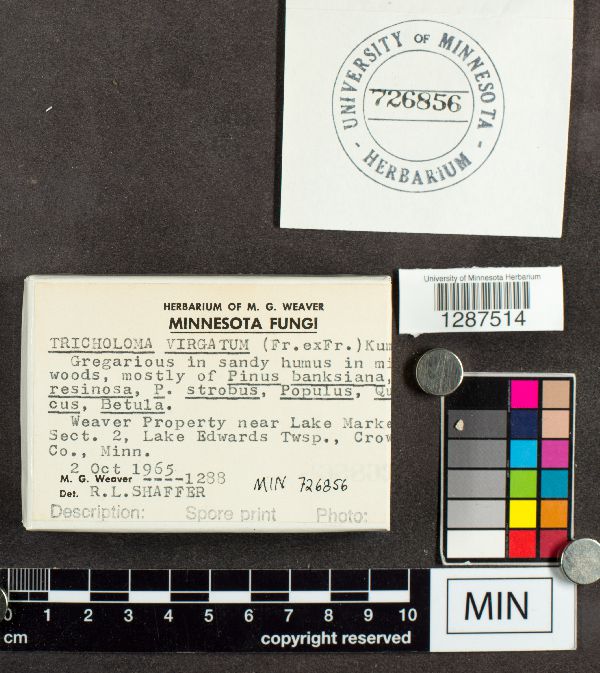 Tricholoma virgatum image