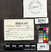 Image of Tricholoma terreum