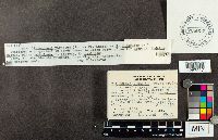 Tricholoma virgatum image