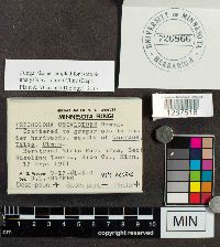 Tricholoma ustaloides image