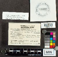 Tricholoma ustaloides image