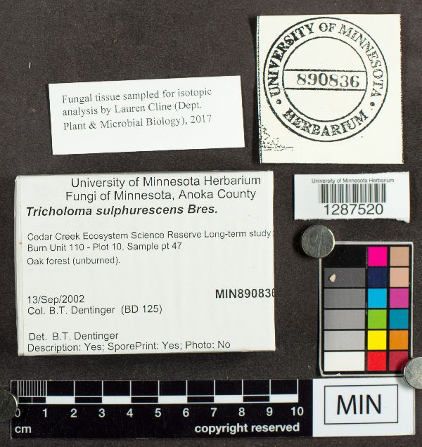 Tricholoma sulphurescens image