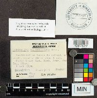 Tricholoma squarrulosum image