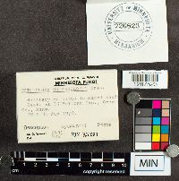 Tricholoma squarrulosum image