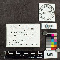 Tricholoma saponaceum image