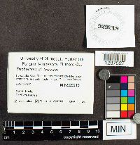 Tricholoma terreum image