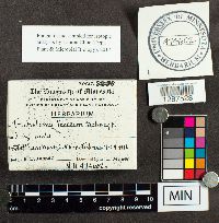 Tricholoma terreum image