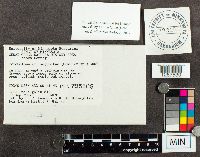 Tricholoma sejunctum image