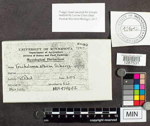 Tricholoma album image