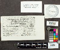 Media resource of Tricholoma album