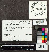 Tricholoma sejunctum image