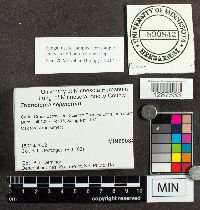 Tricholoma sejunctum image