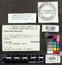 Tricholoma sejunctum image