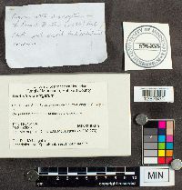 Tricholoma virgatum image