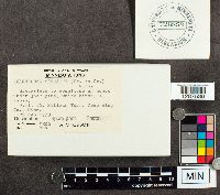 Tricholoma virgatum image