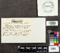 Tricholoma sejunctum image