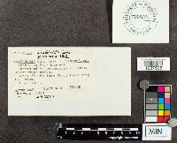 Tricholoma sejunctum image