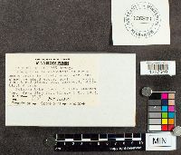 Tricholoma ustaloides image