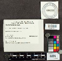 Tricholoma terreum image