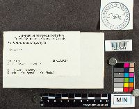 Megacollybia platyphylla image