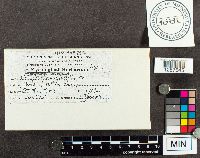 Megacollybia platyphylla image