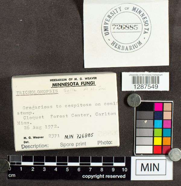 Tricholomopsis bella image