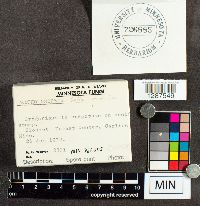 Media resource of Tricholomopsis bella