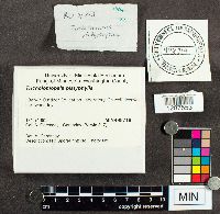 Megacollybia platyphylla image