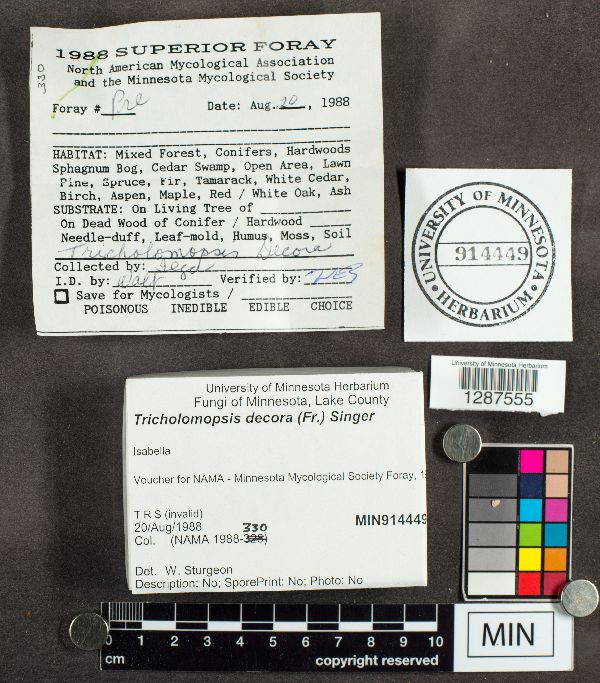 Tricholomopsis decora image