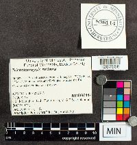 Tricholomopsis rutilans image