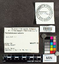 Tricholomopsis rutilans image