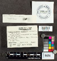 Tricholomopsis rutilans image