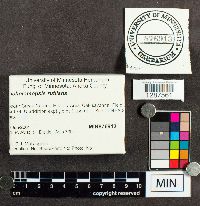 Tricholomopsis rutilans image