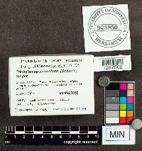 Tricholomopsis rutilans image
