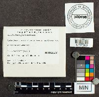 Tricholomopsis rutilans image