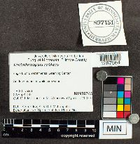 Tricholomopsis rutilans image