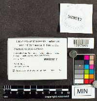 Tricholomopsis rutilans image