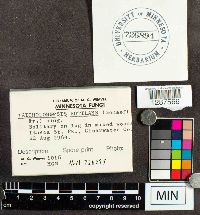 Tricholomopsis rutilans image