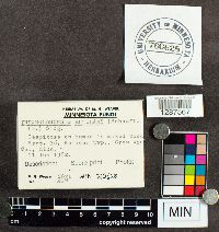 Tricholomopsis rutilans image