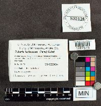 Tubaria furfuracea image