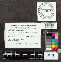 Harrya chromapes image