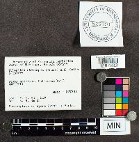 Harrya chromapes image