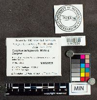 Harrya chromapes image