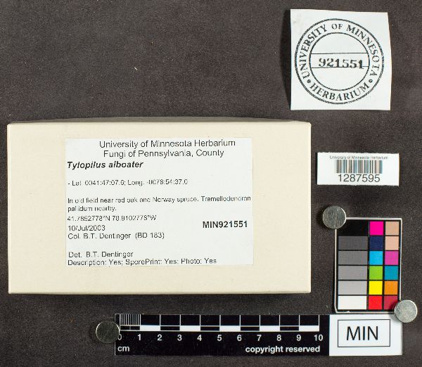 Tylopilus alboater image