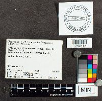 Tylopilus plumbeoviolaceus image