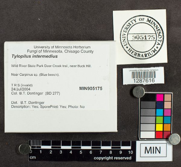 Tylopilus intermedius image