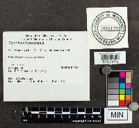 Media resource of Tylopilus intermedius