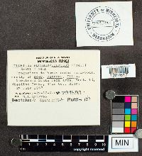 Tylopilus plumbeoviolaceus image