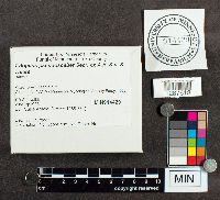 Media resource of Porphyrellus porphyrosporus