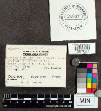 Tyromyces chioneus image